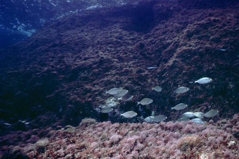 66 pifferaio.jpg - Continuando il giro dell'Isola, ci si avvia al vertice verso terra